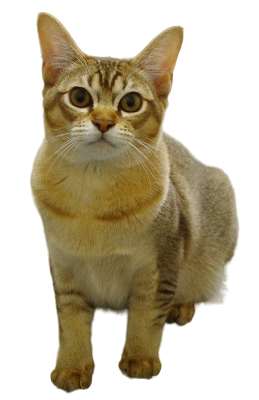 Asian tabby cat transparent