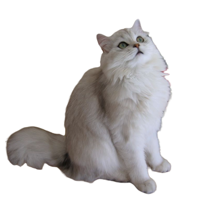 BLH cat transparent