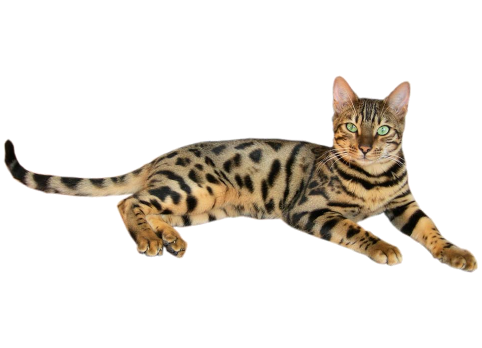 Brown spotted tabby bengal cat 2