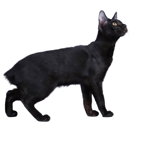 Busok Hitam