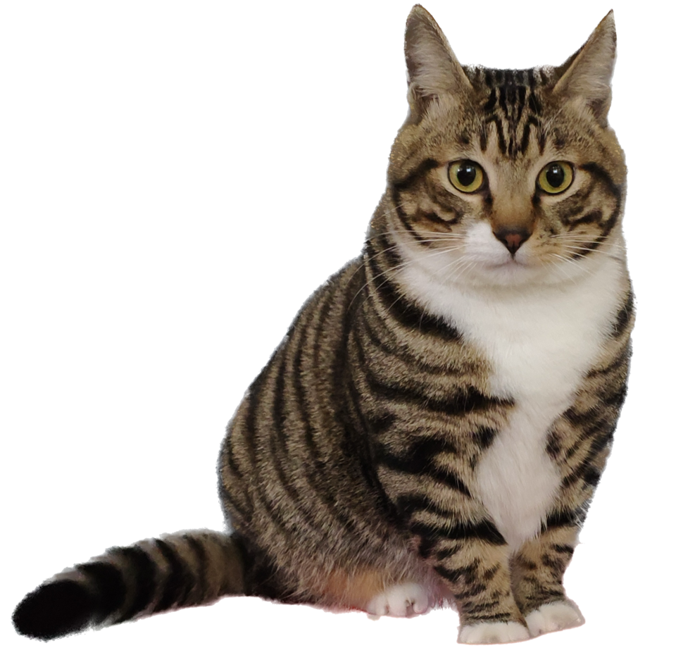 Cat named Pipi (2)