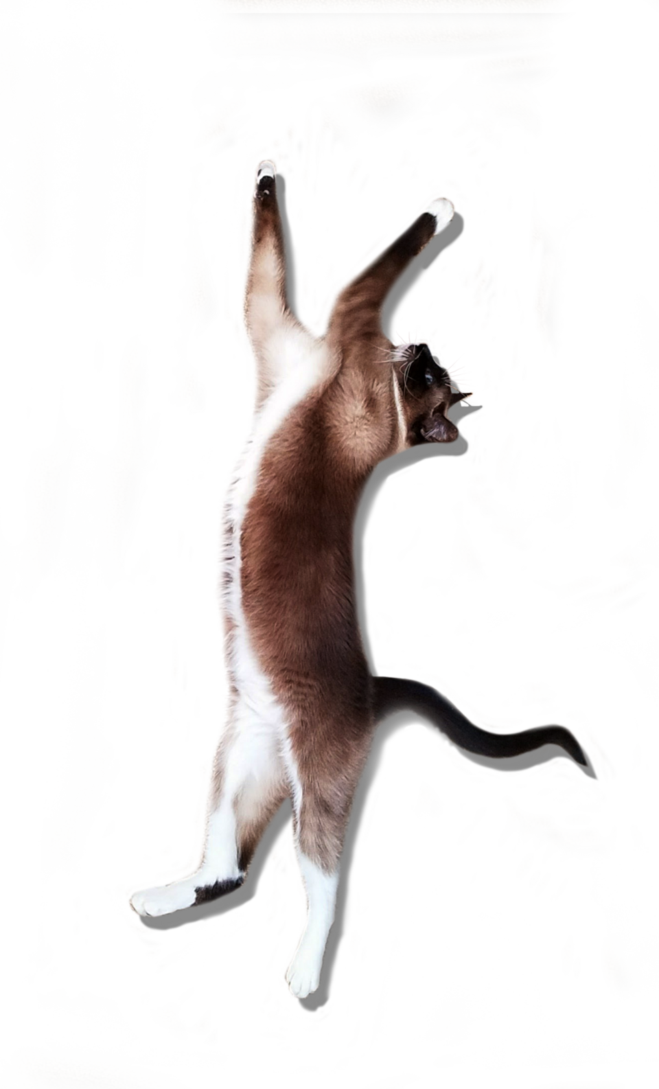 Cat Stretch