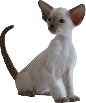 Chaton bleu point
