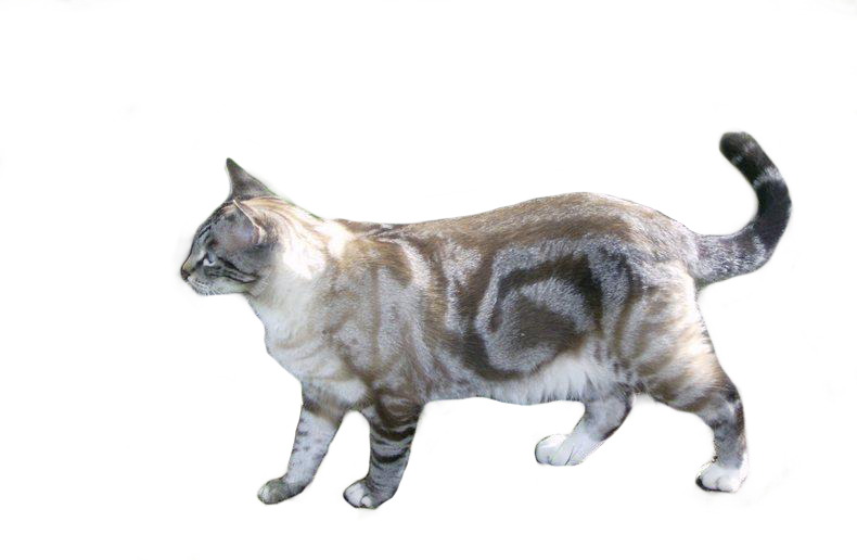 DSH blotched transparent