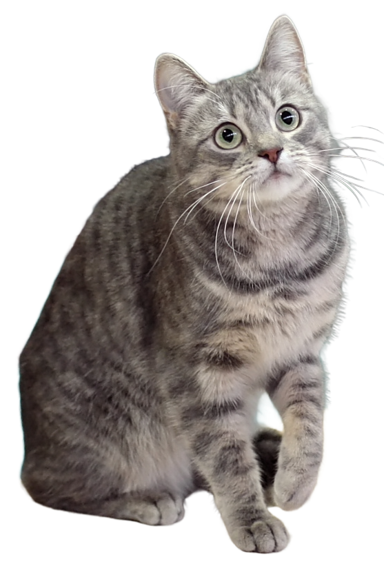 EUR cat transparent