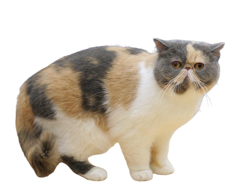 Exotic cat transparent