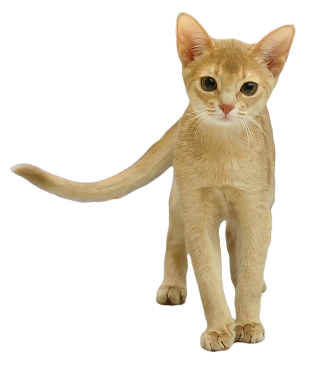Fawn Abyssinian cat no background