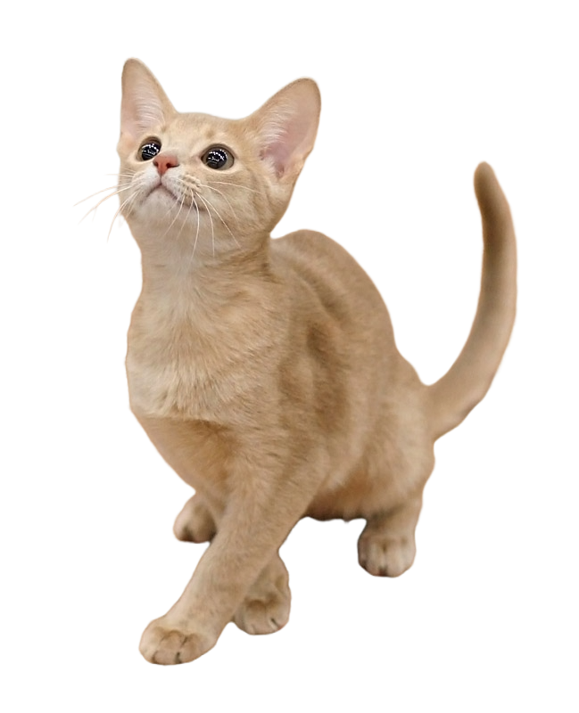 Fawn Abyssinian cat1 no background