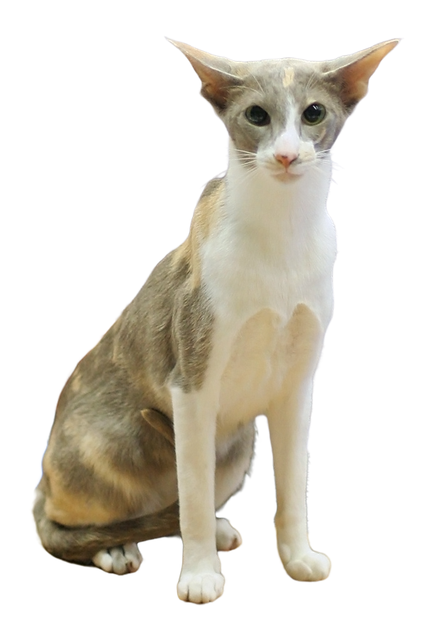 Lilac tortoiseshell and white Oriental Shorthair cat no background