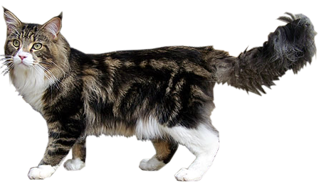 MaineCoonSansFond