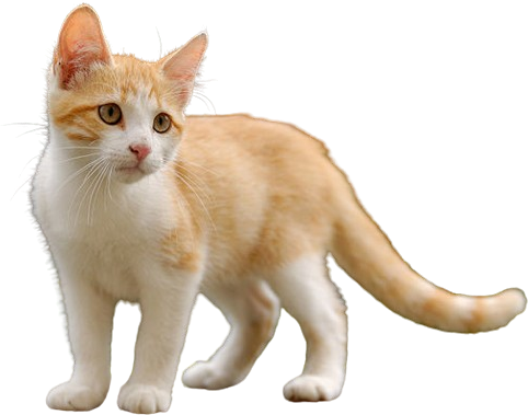 Orange and white tabby kitten (no background)