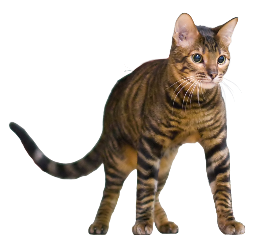 Toyger cat transparent