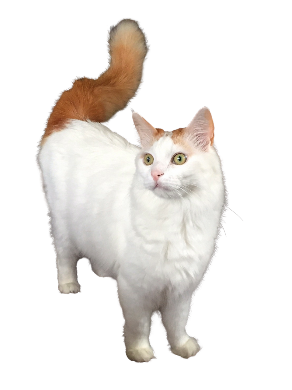 Turkish Van cat transparent