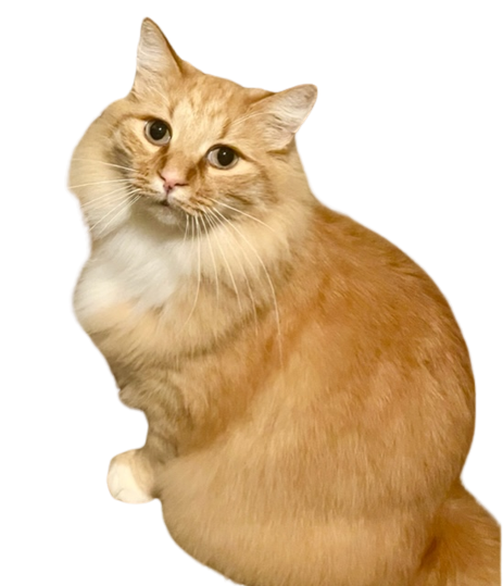 Garfield, My cat with no background